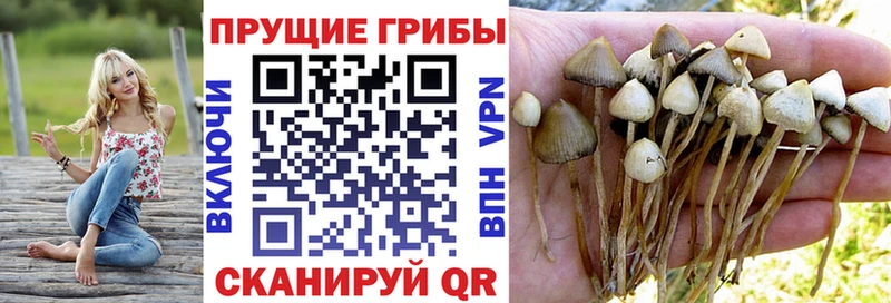 Псилоцибиновые грибы Psilocybine cubensis Рыбинск